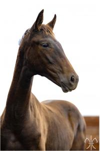 Photo cheval a vendre FURST DE LA GESSE